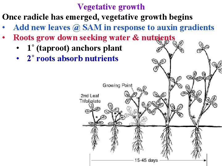 Vegetative growth Once radicle has emerged, vegetative growth begins • Add new leaves @