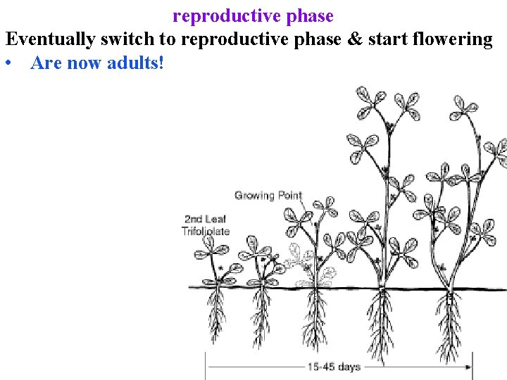 reproductive phase Eventually switch to reproductive phase & start flowering • Are now adults!
