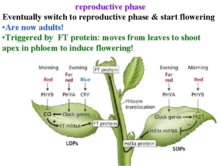 reproductive phase Eventually switch to reproductive phase & start flowering • Are now adults!