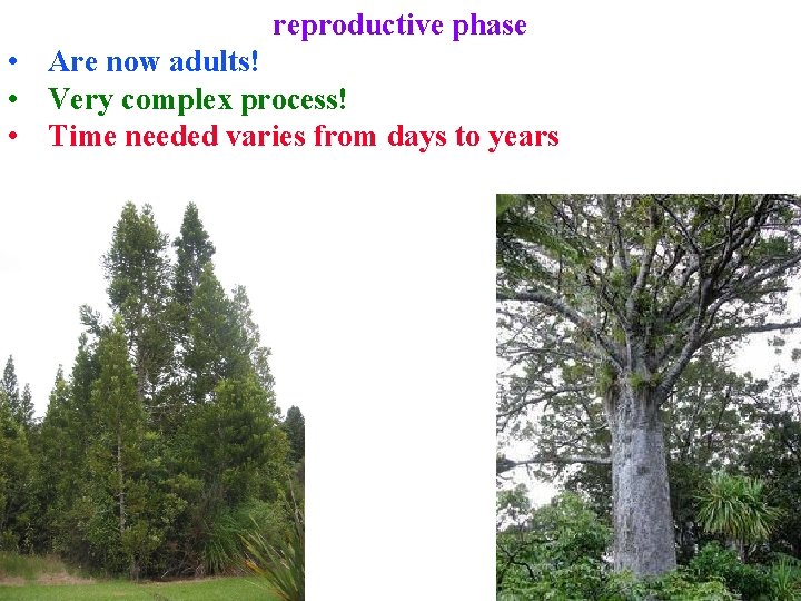 reproductive phase • Are now adults! • Very complex process! • Time needed varies