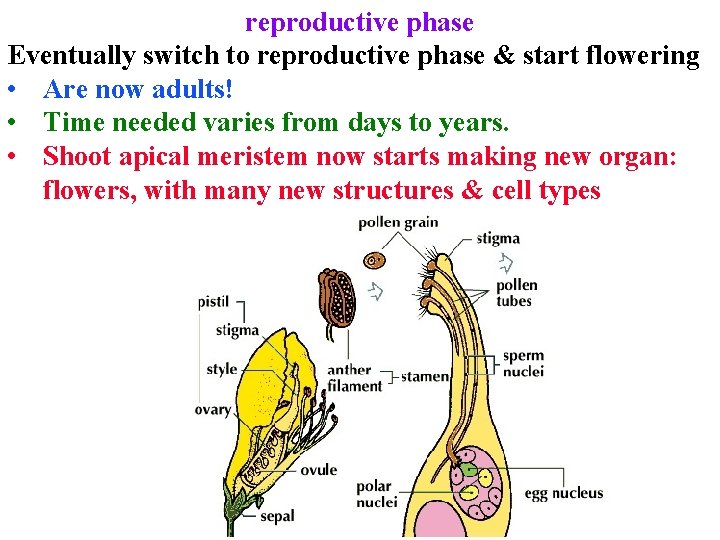 reproductive phase Eventually switch to reproductive phase & start flowering • Are now adults!
