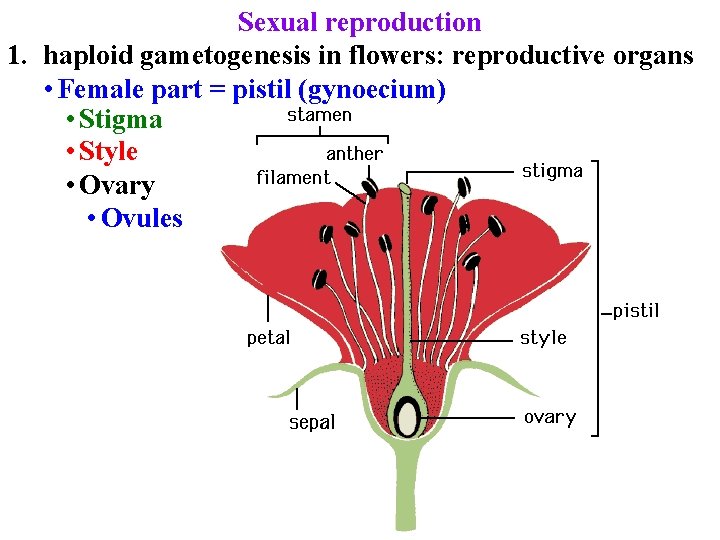 Sexual reproduction 1. haploid gametogenesis in flowers: reproductive organs • Female part = pistil