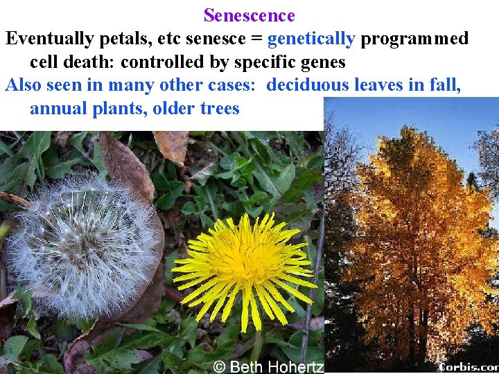 Senescence Eventually petals, etc senesce = genetically programmed cell death: controlled by specific genes