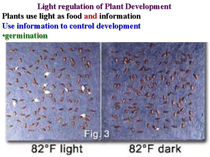 Light regulation of Plant Development Plants use light as food and information Use information
