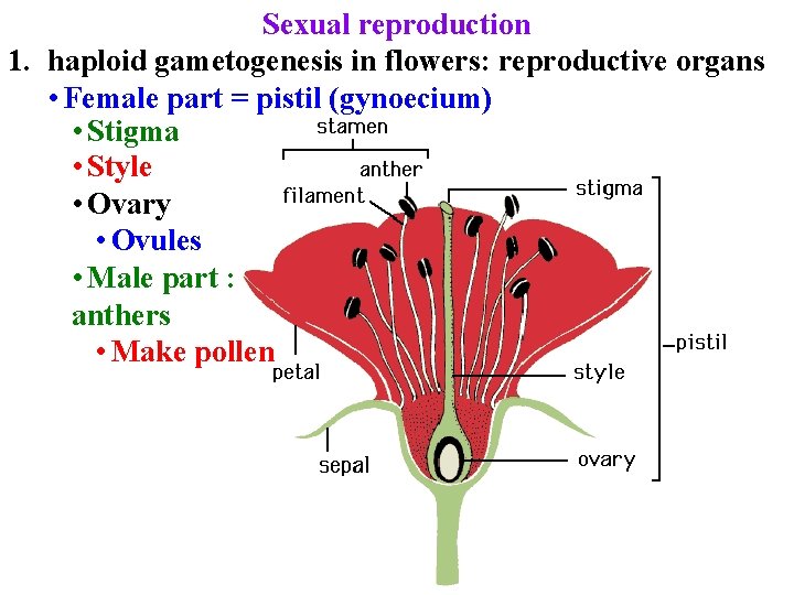 Sexual reproduction 1. haploid gametogenesis in flowers: reproductive organs • Female part = pistil