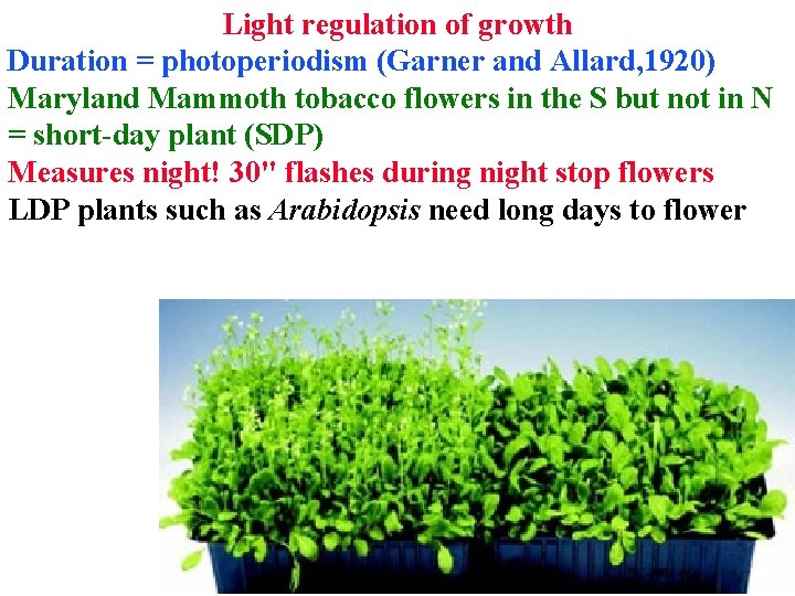 Light regulation of growth Duration = photoperiodism (Garner and Allard, 1920) Maryland Mammoth tobacco