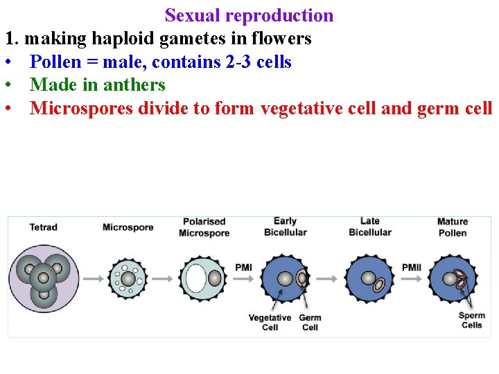 Sexual reproduction 1. making haploid gametes in flowers • Pollen = male, contains 2