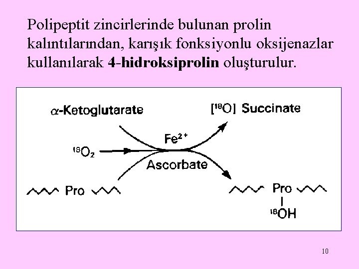Polipeptit zincirlerinde bulunan prolin kalıntılarından, karışık fonksiyonlu oksijenazlar kullanılarak 4 -hidroksiprolin oluşturulur. 10 