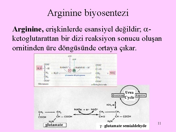 Arginine biyosentezi Arginine, erişkinlerde esansiyel değildir; ketoglutarattan bir dizi reaksiyon sonucu oluşan ornitinden üre