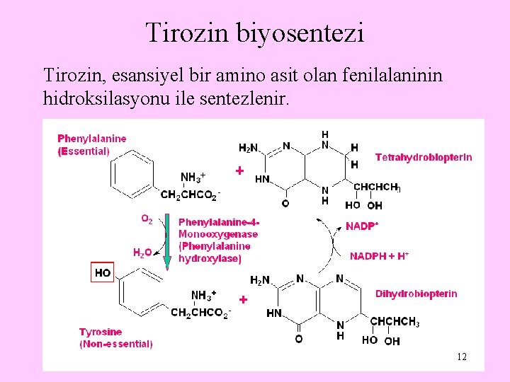 Tirozin biyosentezi Tirozin, esansiyel bir amino asit olan fenilalaninin hidroksilasyonu ile sentezlenir. 12 