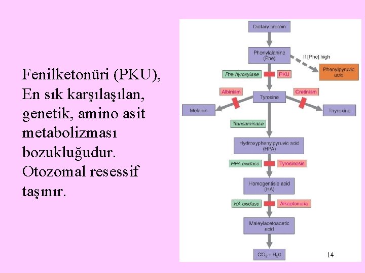 Fenilketonüri (PKU), En sık karşılan, genetik, amino asit metabolizması bozukluğudur. Otozomal resessif taşınır. 14