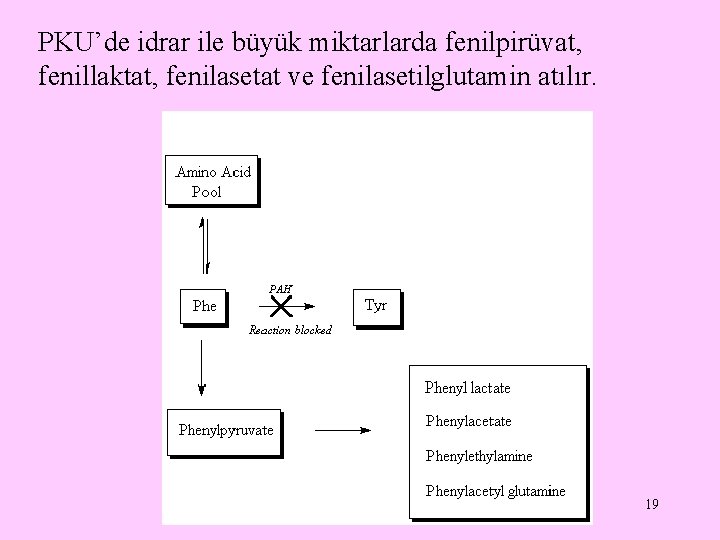 PKU’de idrar ile büyük miktarlarda fenilpirüvat, fenillaktat, fenilasetat ve fenilasetilglutamin atılır. 19 