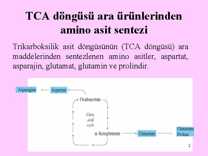 TCA döngüsü ara ürünlerinden amino asit sentezi Trikarboksilik asit döngüsünün (TCA döngüsü) ara maddelerinden