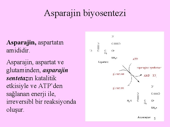 Asparajin biyosentezi Asparajin, aspartatın amididir. Asparajin, aspartat ve glutaminden, asparajin sentetazın katalitik etkisiyle ve