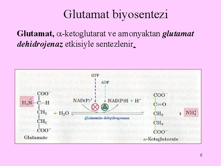 Glutamat biyosentezi Glutamat, -ketoglutarat ve amonyaktan glutamat dehidrojenaz etkisiyle sentezlenir. 6 