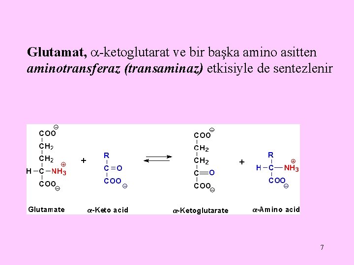 Glutamat, -ketoglutarat ve bir başka amino asitten aminotransferaz (transaminaz) etkisiyle de sentezlenir 7 