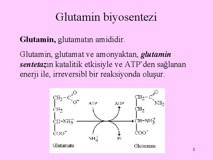 Glutamin biyosentezi Glutamin, glutamatın amididir. Glutamin, glutamat ve amonyaktan, glutamin sentetazın katalitik etkisiyle ve