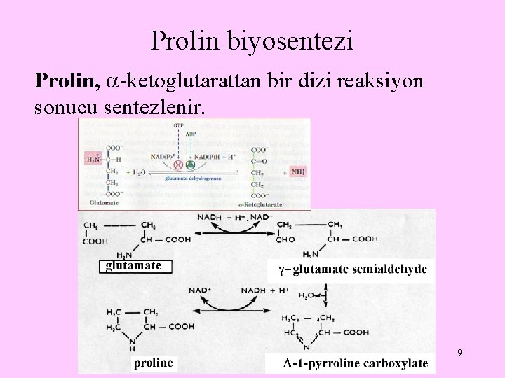 Prolin biyosentezi Prolin, -ketoglutarattan bir dizi reaksiyon sonucu sentezlenir. 9 