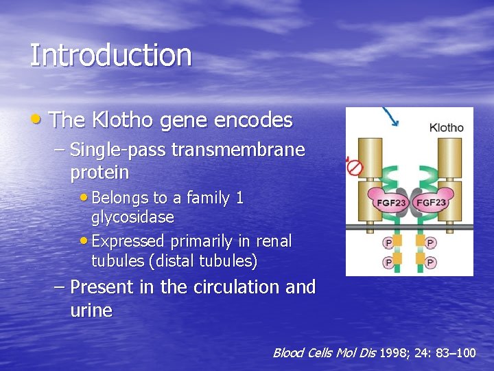 Introduction • The Klotho gene encodes – Single-pass transmembrane protein • Belongs to a