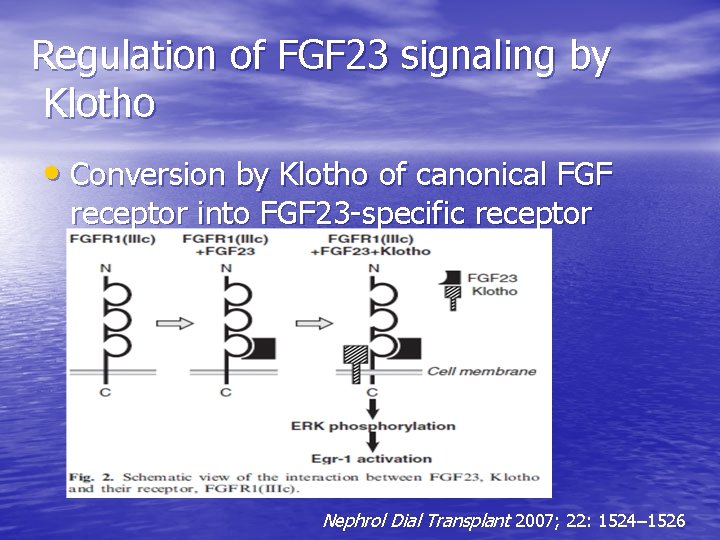 Regulation of FGF 23 signaling by Klotho • Conversion by Klotho of canonical FGF