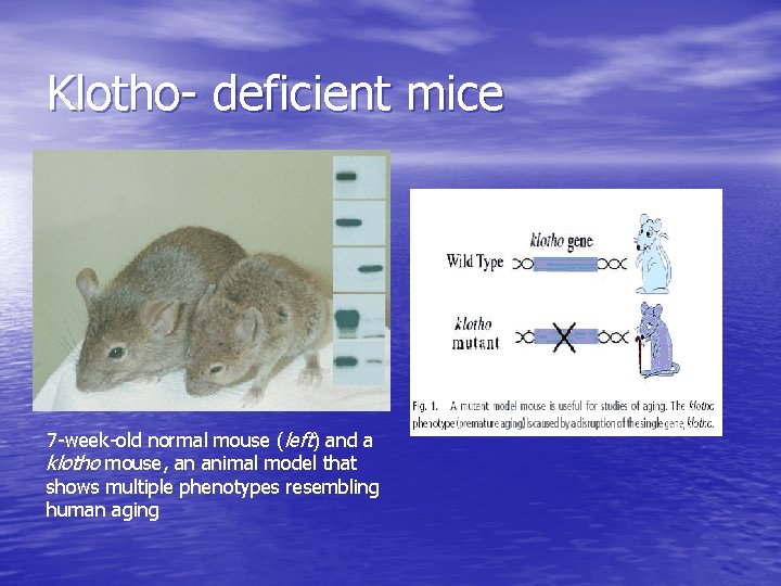 Klotho- deficient mice 7 -week-old normal mouse (left) and a klotho mouse, an animal