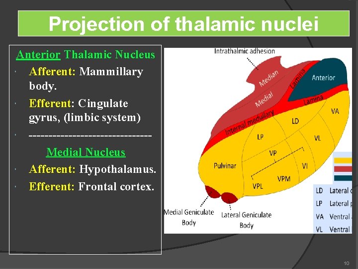 Projection of thalamic nuclei Anterior Thalamic Nucleus Afferent: Mammillary body. Efferent: Cingulate gyrus, (limbic