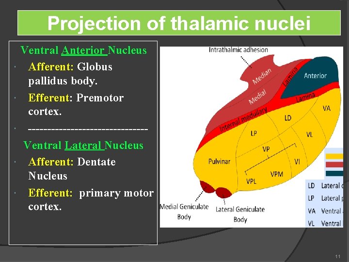 Projection of thalamic nuclei Ventral Anterior Nucleus Afferent: Globus pallidus body. Efferent: Premotor cortex.