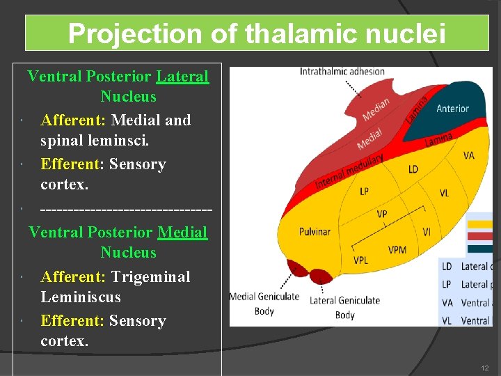 Projection of thalamic nuclei Ventral Posterior Lateral Nucleus Afferent: Medial and spinal leminsci. Efferent: