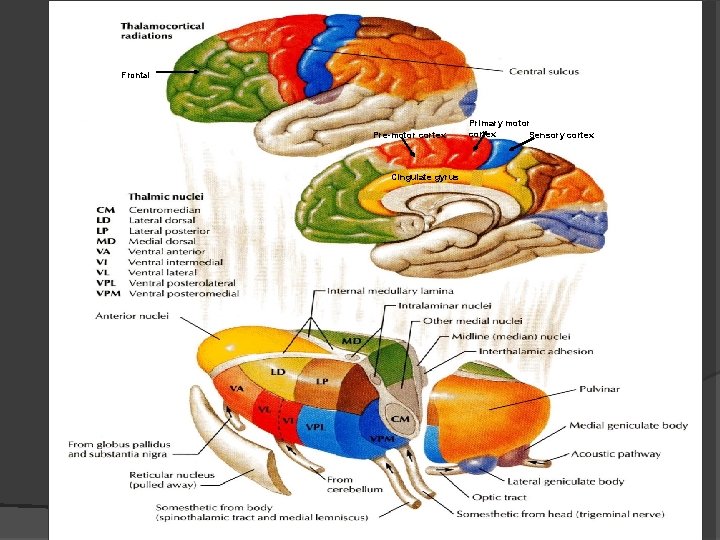 Frontal Pre-motor cortex Primary motor cortex Sensory cortex Cingulate gyrus 14 