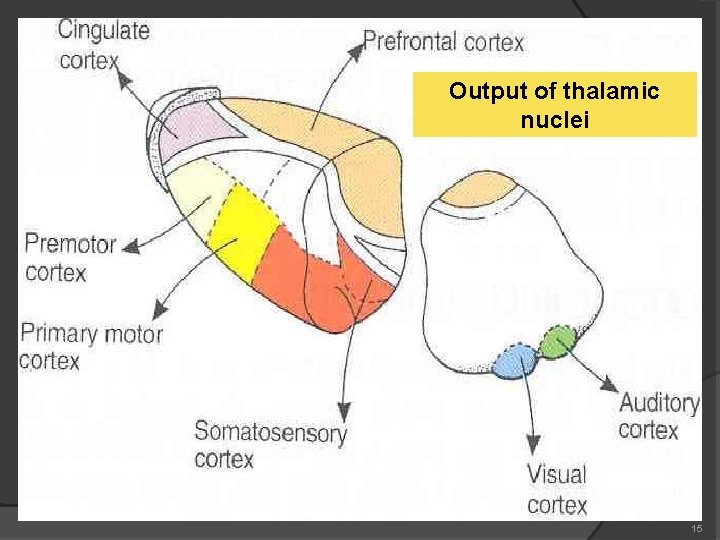 Output of thalamic nuclei 15 