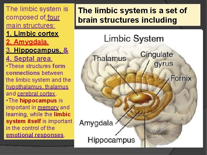 The limbic system is composed of four main structures: 1. Limbic cortex 2. Amygdala.