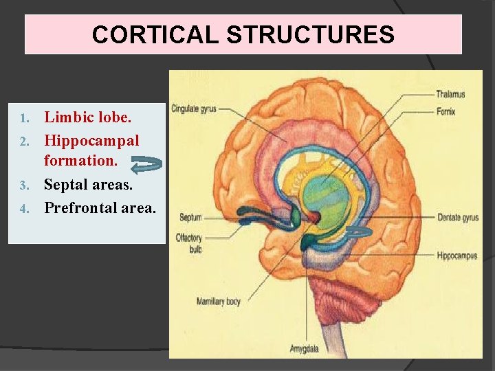 CORTICAL STRUCTURES Limbic lobe. 2. Hippocampal formation. 3. Septal areas. 4. Prefrontal area. 1.