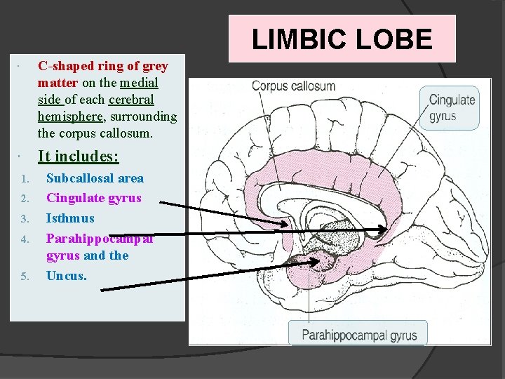 LIMBIC LOBE C-shaped ring of grey matter on the medial side of each cerebral