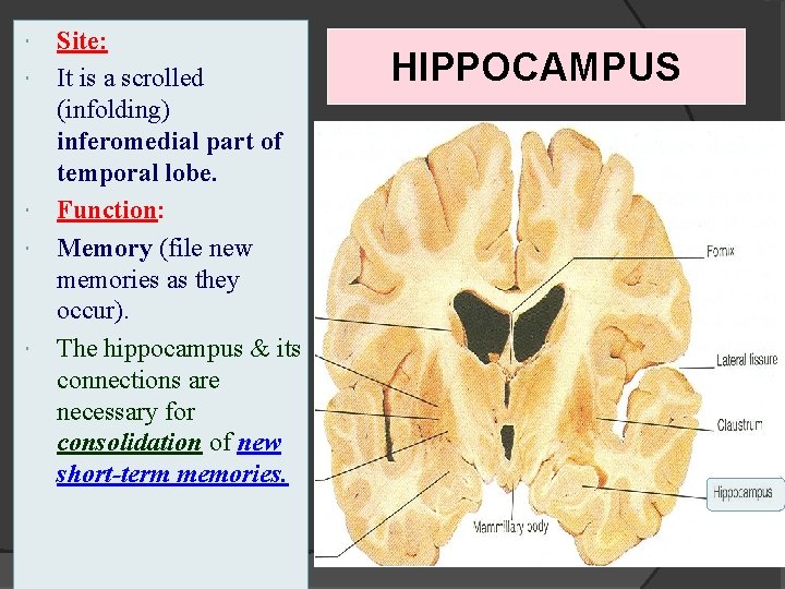  Site: It is a scrolled (infolding) inferomedial part of temporal lobe. Function: Memory