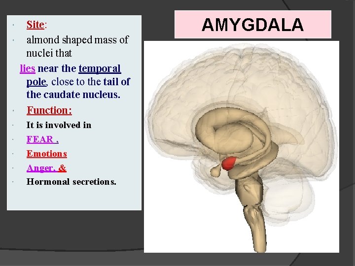 Site: almond shaped mass of nuclei that lies near the temporal pole, close to