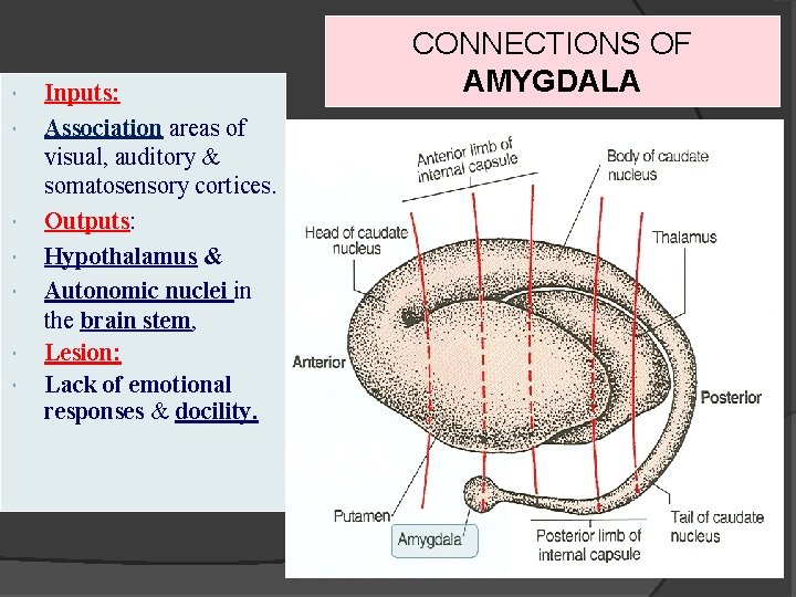  Inputs: Association areas of visual, auditory & somatosensory cortices. Outputs: Hypothalamus & Autonomic