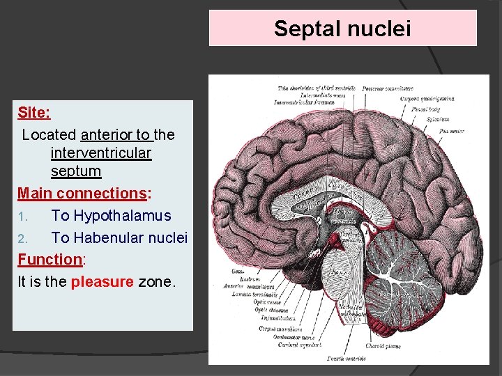 Septal nuclei Site: Located anterior to the interventricular septum Main connections: 1. To Hypothalamus