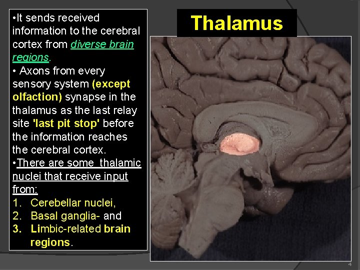  • It sends received information to the cerebral cortex from diverse brain regions.