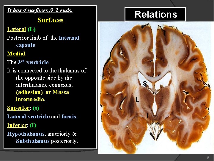 It has 4 surfaces & 2 ends. Surfaces Lateral: (L) Posterior limb of the