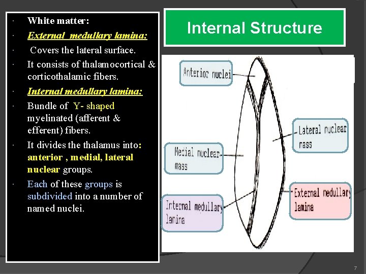  White matter: External medullary lamina: Covers the lateral surface. It consists of thalamocortical