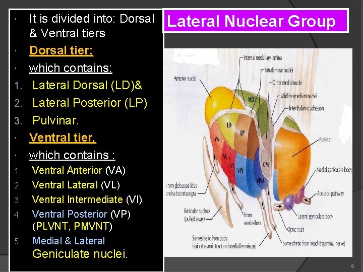  1. 2. 3. 4. 5. It is divided into: Dorsal & Ventral tiers