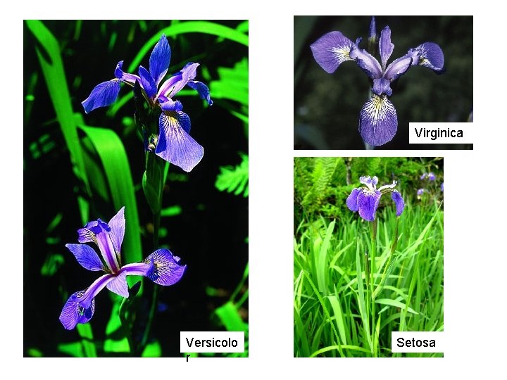 Virginica Versicolo r Setosa 