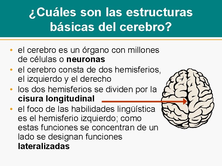 ¿Cuáles son las estructuras básicas del cerebro? • el cerebro es un órgano con