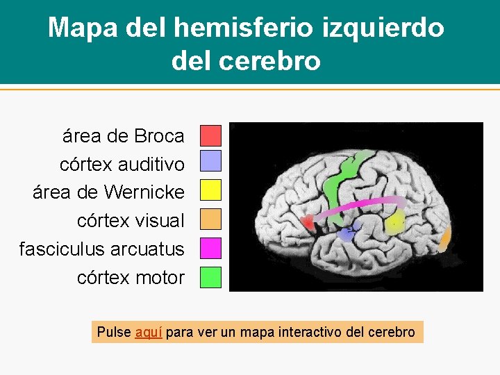 Mapa del hemisferio izquierdo del cerebro área de Broca córtex auditivo área de Wernicke