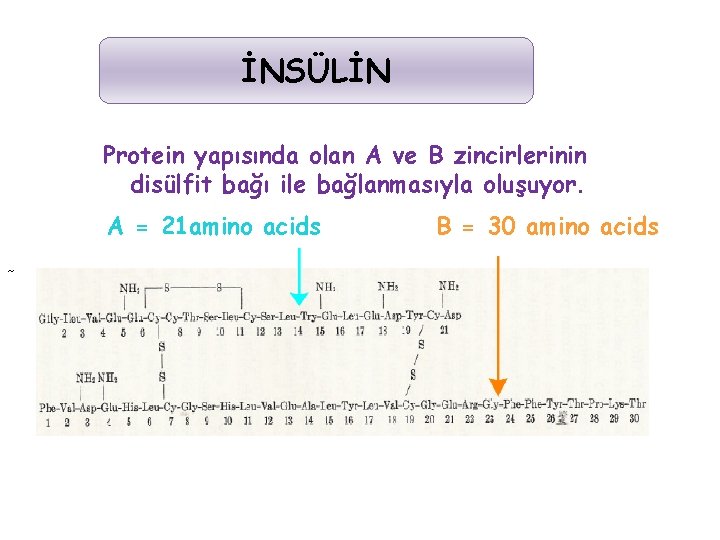 İNSÜLİN Protein yapısında olan A ve B zincirlerinin disülfit bağı ile bağlanmasıyla oluşuyor. A