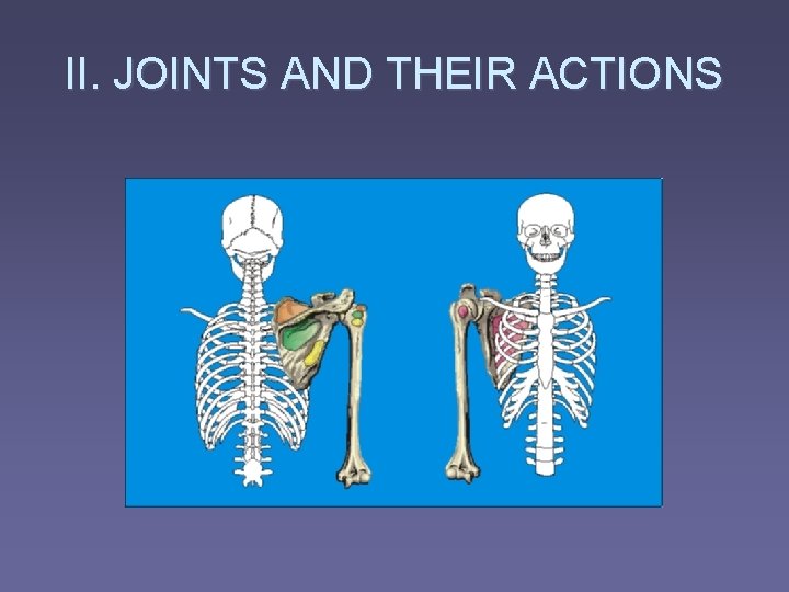 II. JOINTS AND THEIR ACTIONS 