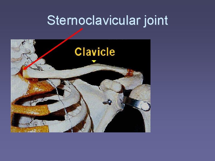 Sternoclavicular joint 