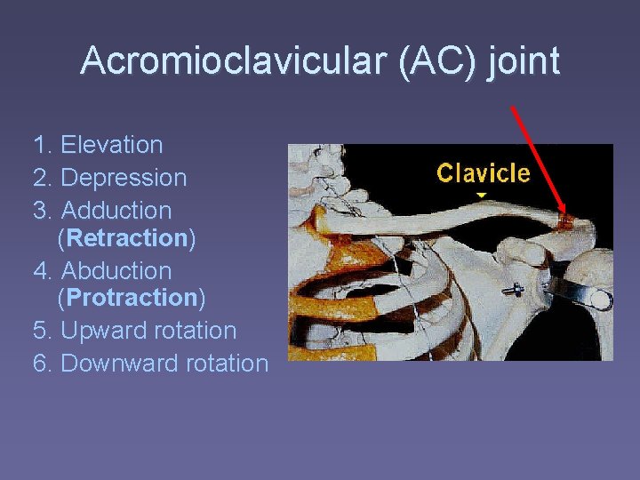 Acromioclavicular (AC) joint 1. Elevation 2. Depression 3. Adduction (Retraction) 4. Abduction (Protraction) 5.