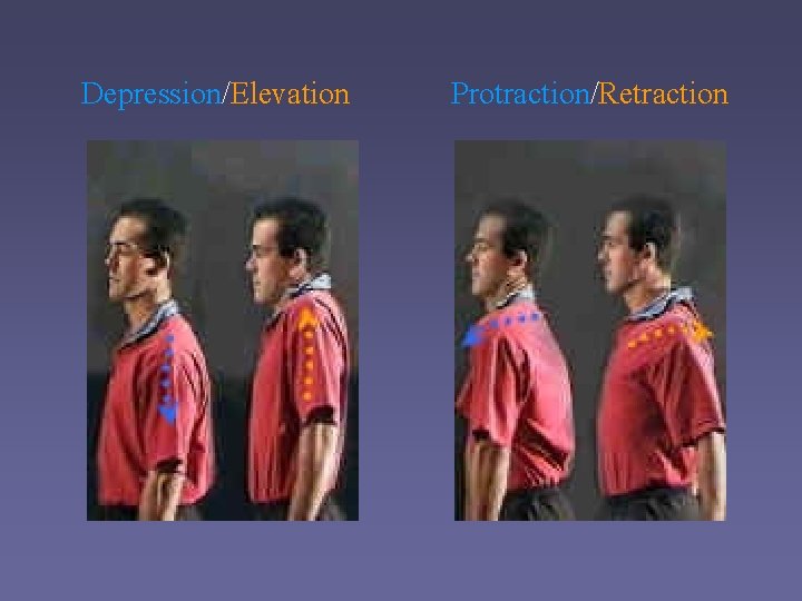 Depression/Elevation Protraction/Retraction 