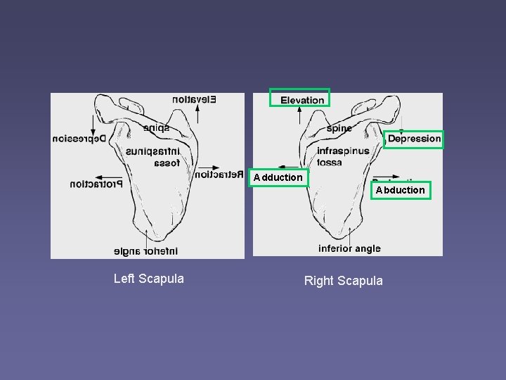 Adduction Abduction Left Scapula Right Scapula 